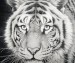 images/resized/images/stories/galleri/alum//primer28_75_63.jpg